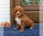 Small #2 Goldendoodle (Miniature)