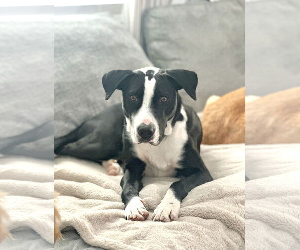 Medium Photo #10 Mutt Puppy For Sale in Rockaway, NJ, USA