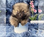 Small Pomeranian