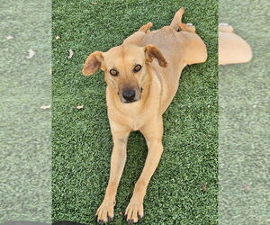 Pilar - Female Mutt Dog for Adoption - Photo #4