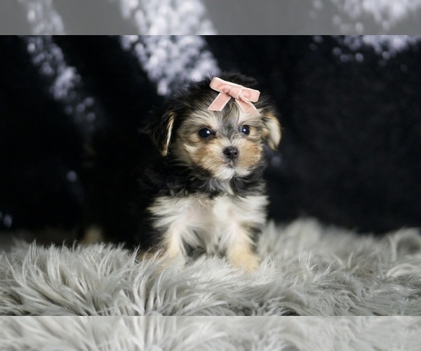 Medium Photo #96 Morkie Puppy For Sale in WARSAW, IN, USA