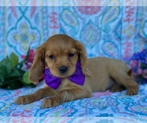 Golden Retriever Puppy for sale in LANCASTER, PA, USA