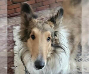 Collie Dogs for adoption in Dublin, OH, USA