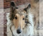 Small Collie