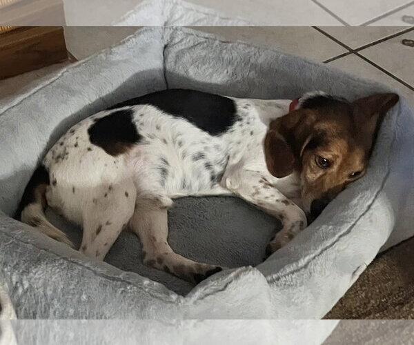 Medium Photo #6 Beagle Puppy For Sale in Dunnellon, FL, USA