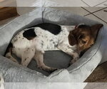 Small #5 Beagle