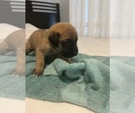 Small Photo #2 Mastiff Puppy For Sale in NEW BEDFORD, MA, USA
