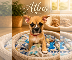 French Bulldog Dogs for adoption in Menifee, CA, USA