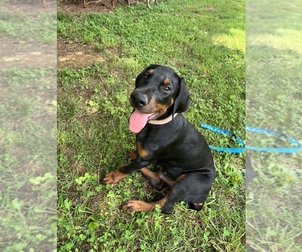 Medium Photo #11 Doberman Pinscher Puppy For Sale in SUMMERFIELD, NC, USA