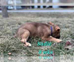 Medium German Shepherd Dog-Siberian Husky Mix