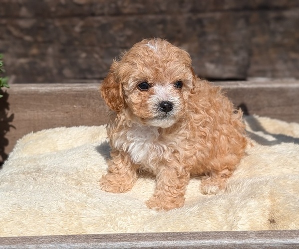 Medium Photo #8 Cavapoo (Miniature) Puppy For Sale in GOSHEN, IN, USA