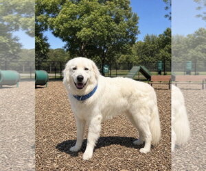 Great Pyrenees-Unknown Mix Dogs for adoption in Euless, TX, USA