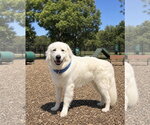 Small Great Pyrenees Mix