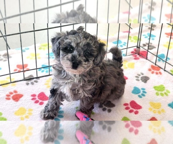 Medium Photo #16 Poovanese Puppy For Sale in ORO VALLEY, AZ, USA