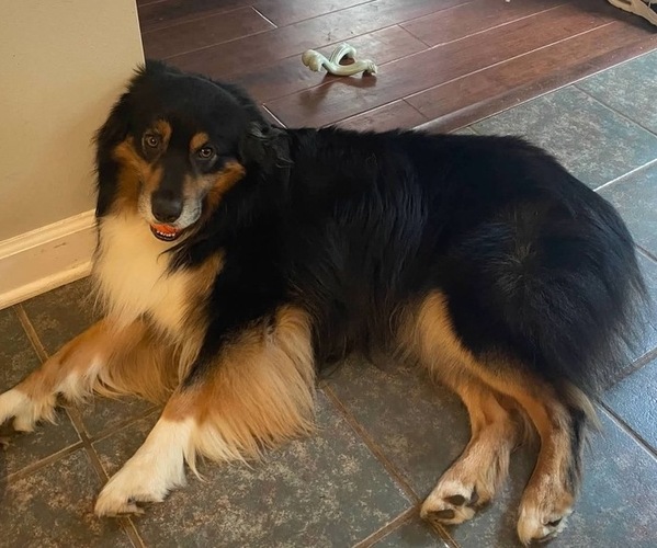 Medium Photo #1 Australian Shepherd Puppy For Sale in MOCKSVILLE, NC, USA