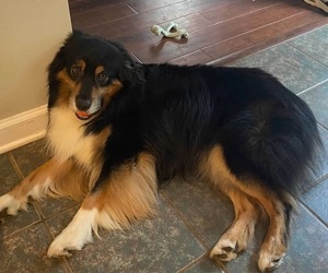 Father of the Australian Shepherd puppies born on 08/08/2025