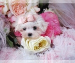 Small Maltese