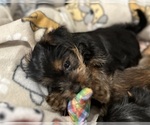 Small Photo #10 Yorkshire Terrier Puppy For Sale in ORLANDO, FL, USA