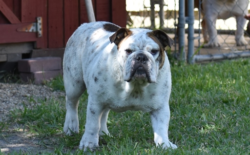 Medium Photo #1 Bulldog Puppy For Sale in MESQUITE, TX, USA