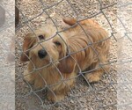 Small Photo #1 Dachshund Puppy For Sale in RATTAN, OK, USA