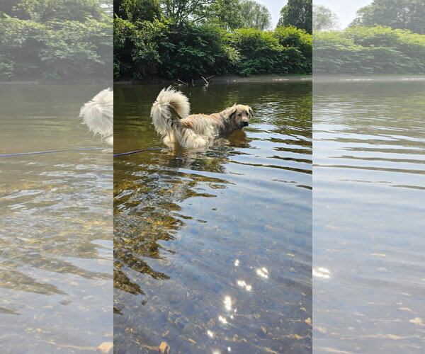 Medium Photo #12 Great Pyrenees-Unknown Mix Puppy For Sale in Croydon, NH, USA