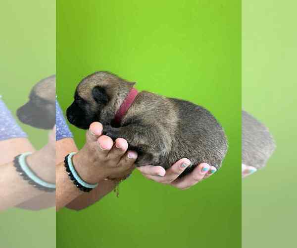 Medium Photo #3 Belgian Malinois Puppy For Sale in S CHARLESTON, WV, USA