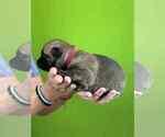 Small Photo #37 Belgian Malinois Puppy For Sale in S CHARLESTON, WV, USA