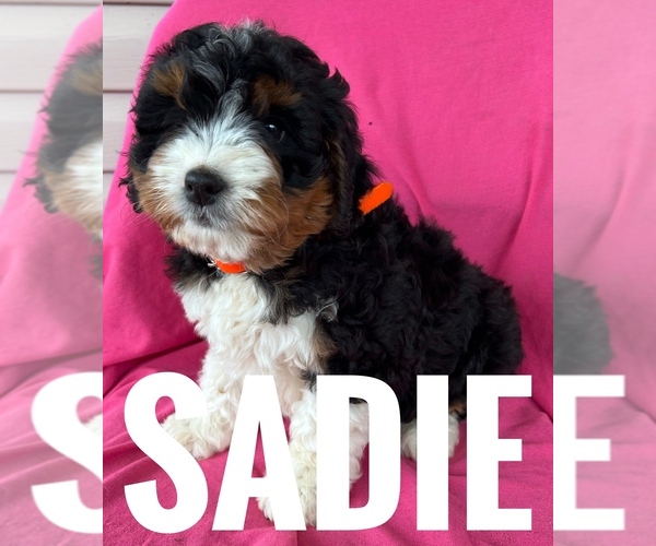 Medium Photo #2 Bernedoodle (Miniature) Puppy For Sale in BOWLING GREEN, KY, USA