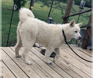 Akita Puppy for Sale in STROUD, Oklahoma USA