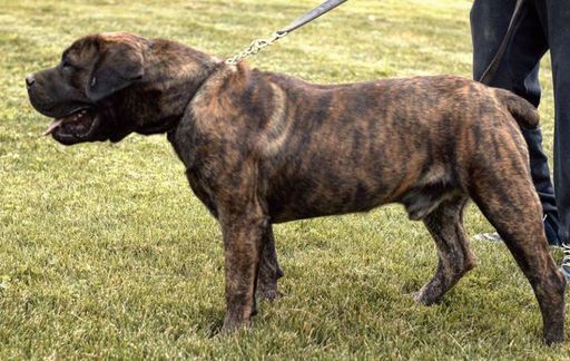 Medium Photo #1 Boerboel Puppy For Sale in CLEARFIELD, UT, USA