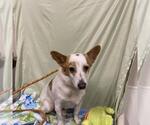 Small Pembroke Welsh Corgi Mix