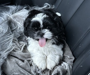 Shih Tzu Puppy for Sale in AUGUSTA, Georgia USA