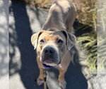PANCAKE - Female American Staffordshire Terrier Dog for Adoption - Small photo