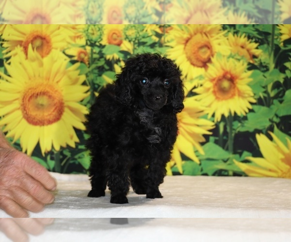 Medium Photo #25 Poodle (Toy) Puppy For Sale in DYERSBURG, TN, USA