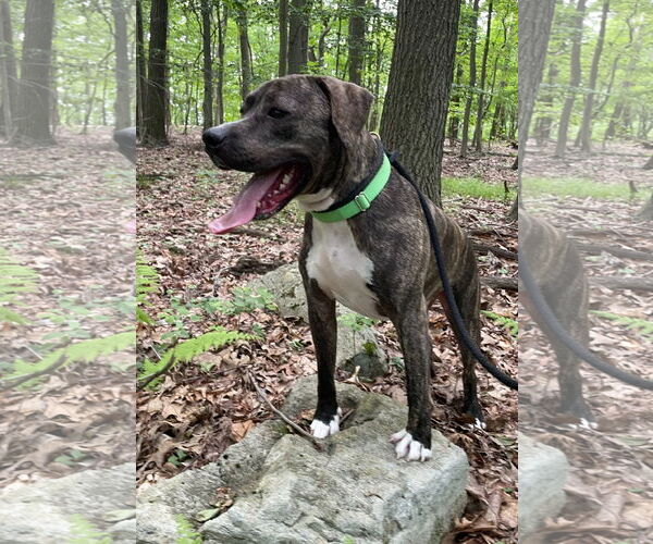 Medium Photo #21 American Pit Bull Terrier-Mountain Cur Mix Puppy For Sale in Rockaway, NJ, USA