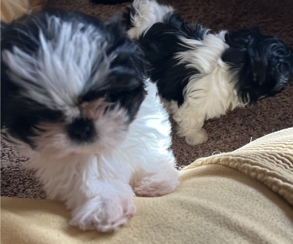 Medium Photo #4 Shih Tzu Puppy For Sale in DOUGLASVILLE, GA, USA