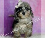 Small Photo #109 Poodle (Miniature) Puppy For Sale in WARSAW, IN, USA