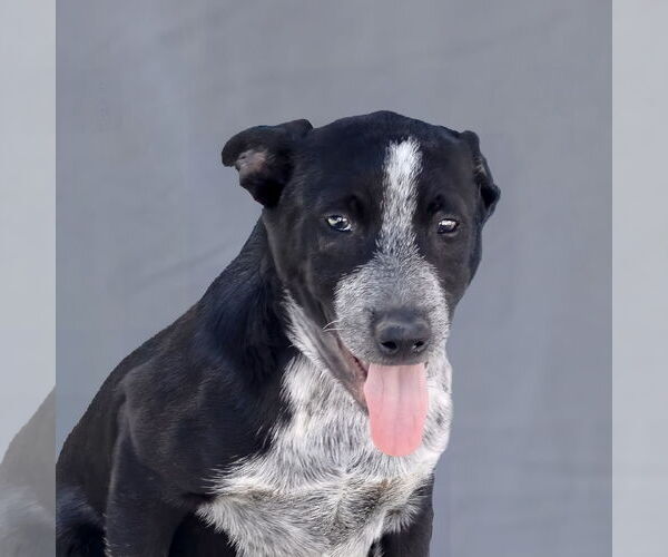 Medium Photo #1 Mutt Puppy For Sale in Pasadena, CA, USA