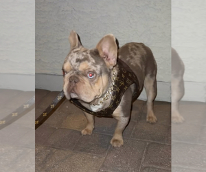 Father of the French Bulldog puppies born on 03/03/2025