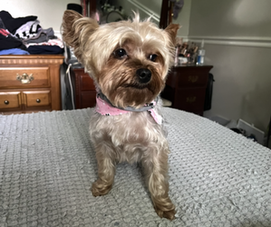 Mother of the Yorkshire Terrier puppies born on 10/08/2025