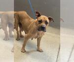 Small American Pit Bull Terrier