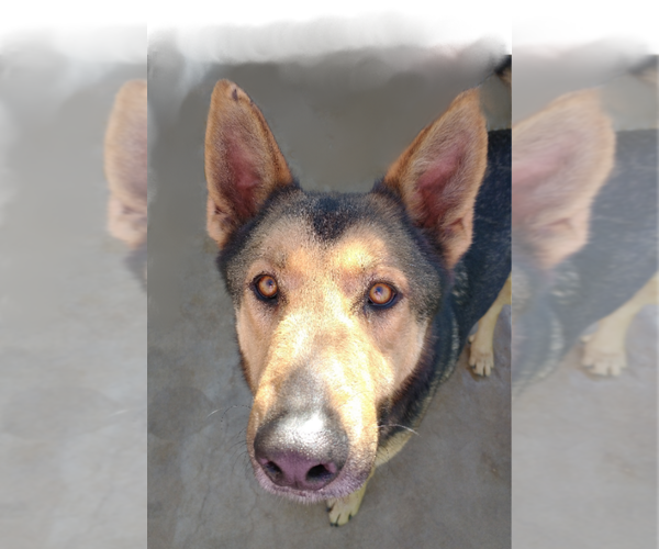 Medium Photo #7 German Shepherd Dog Puppy For Sale in Apple Valley, CA, USA