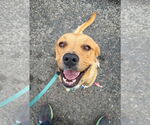 Small #15 Labrador Retriever Mix