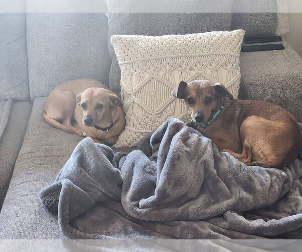 Medium Photo #4 Chihuahua-Unknown Mix Puppy For Sale in New London, WI, USA