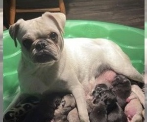 Mother of the Pug puppies born on 12/08/2022