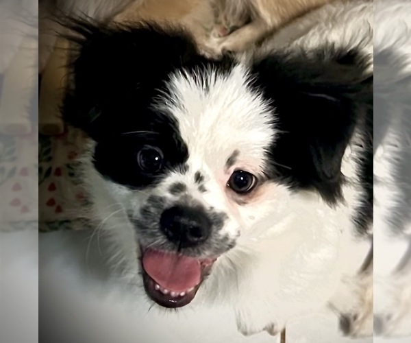 Medium Photo #1 Pominese Puppy For Sale in SAINT AUGUSTINE, FL, USA