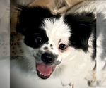 Puppy Pudge Pominese
