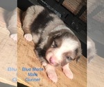 Small Photo #2 Australian Shepherd Puppy For Sale in ARBA, IN, USA