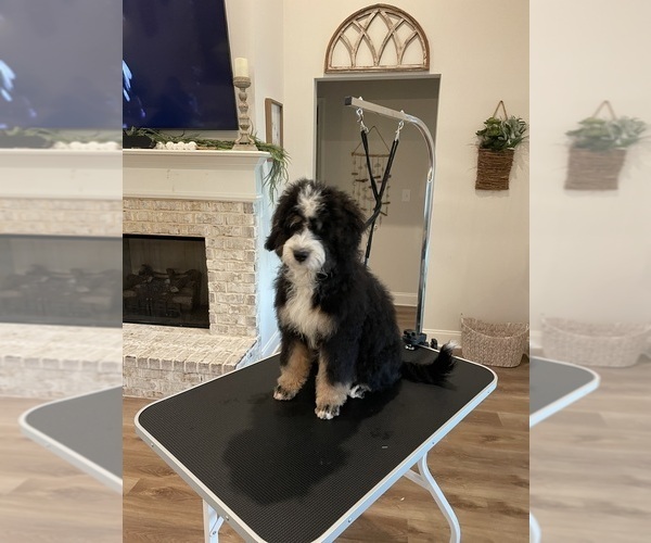 Medium Photo #5 Bernedoodle-Bernese Mountain Dog Mix Puppy For Sale in CANTON, GA, USA
