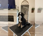 Small #4 Bernedoodle-Bernese Mountain Dog Mix